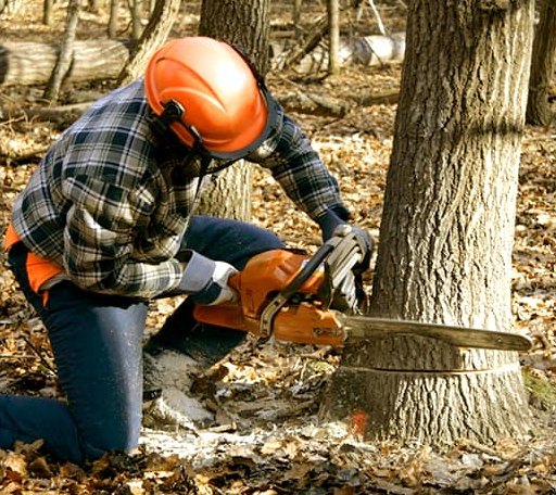 Tree Removal in Manhattan, NV